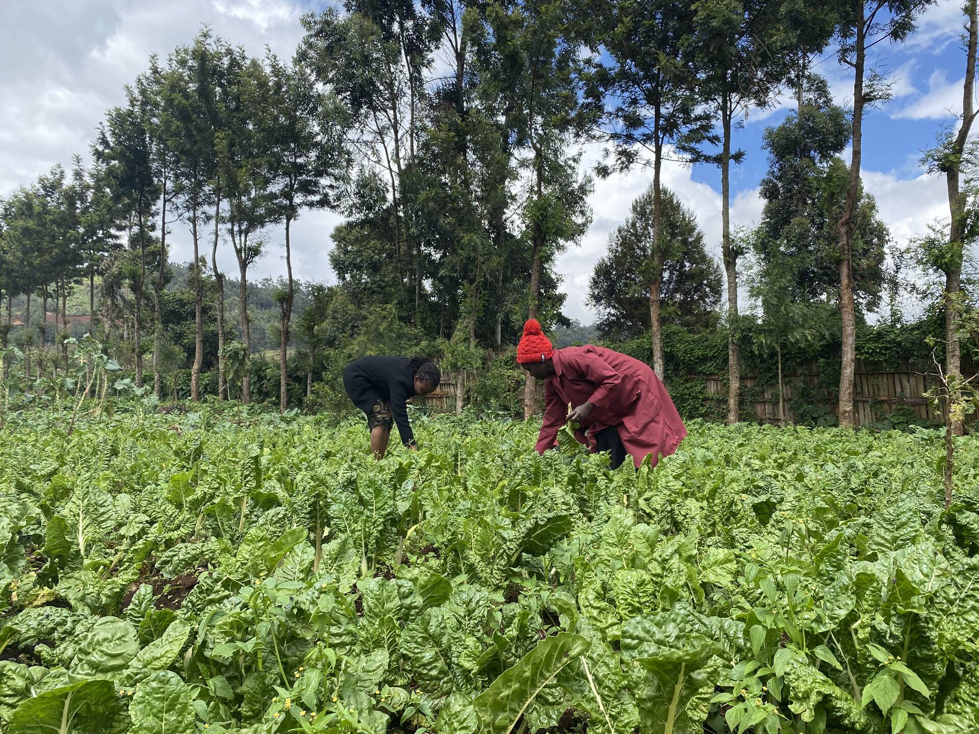Kenya: Cooperation Sows Benefits for Livelihoods and  Ecosystems 