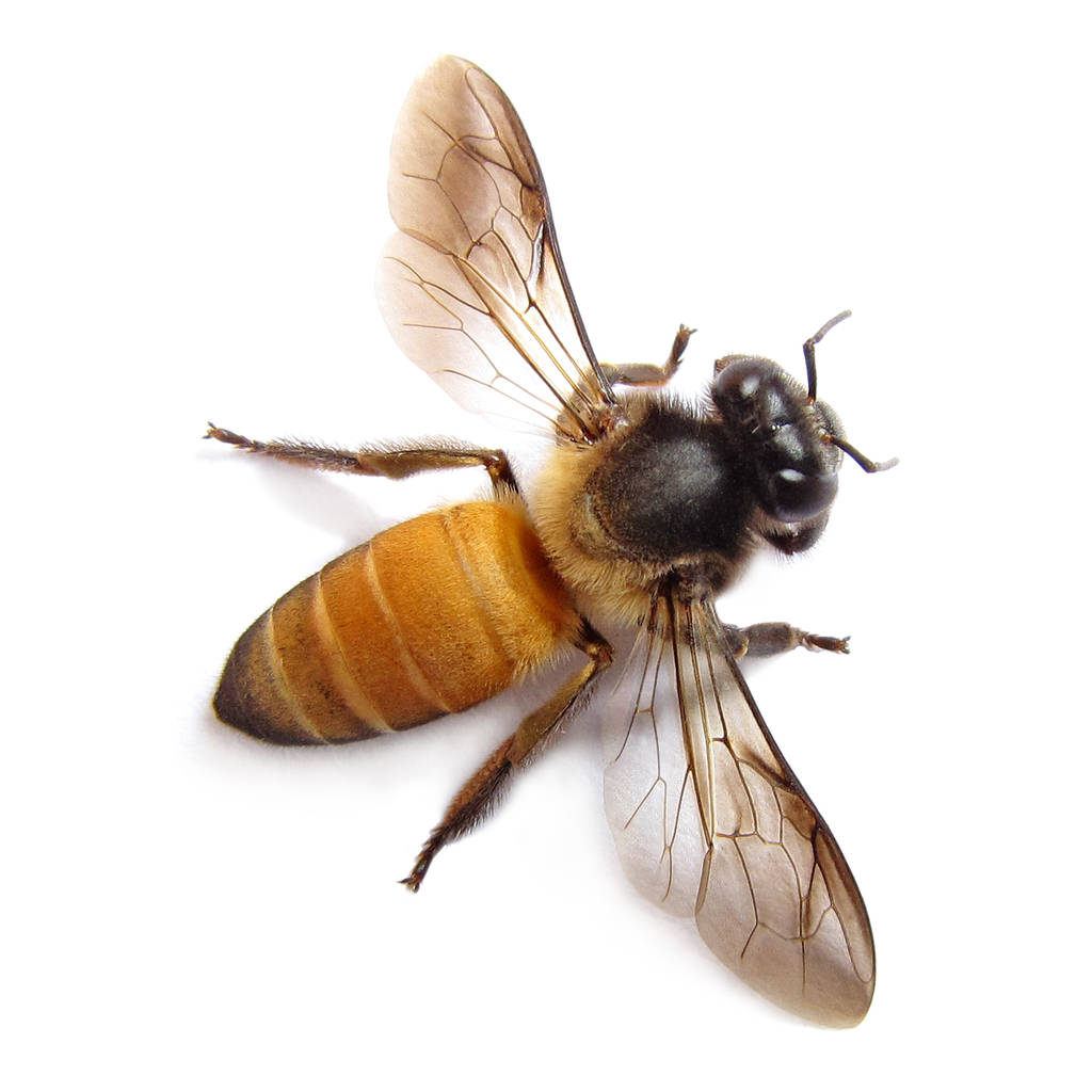 Honey Bee Macro by Karunakar Rayker